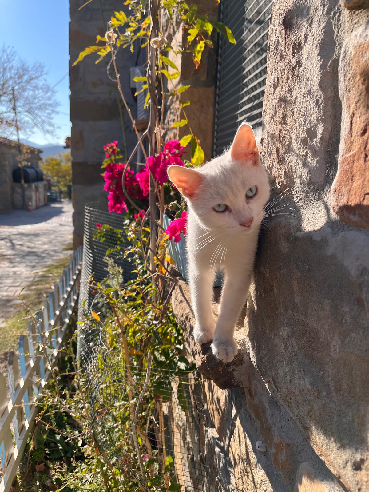 Otelin bahçesinde beyaz kedi